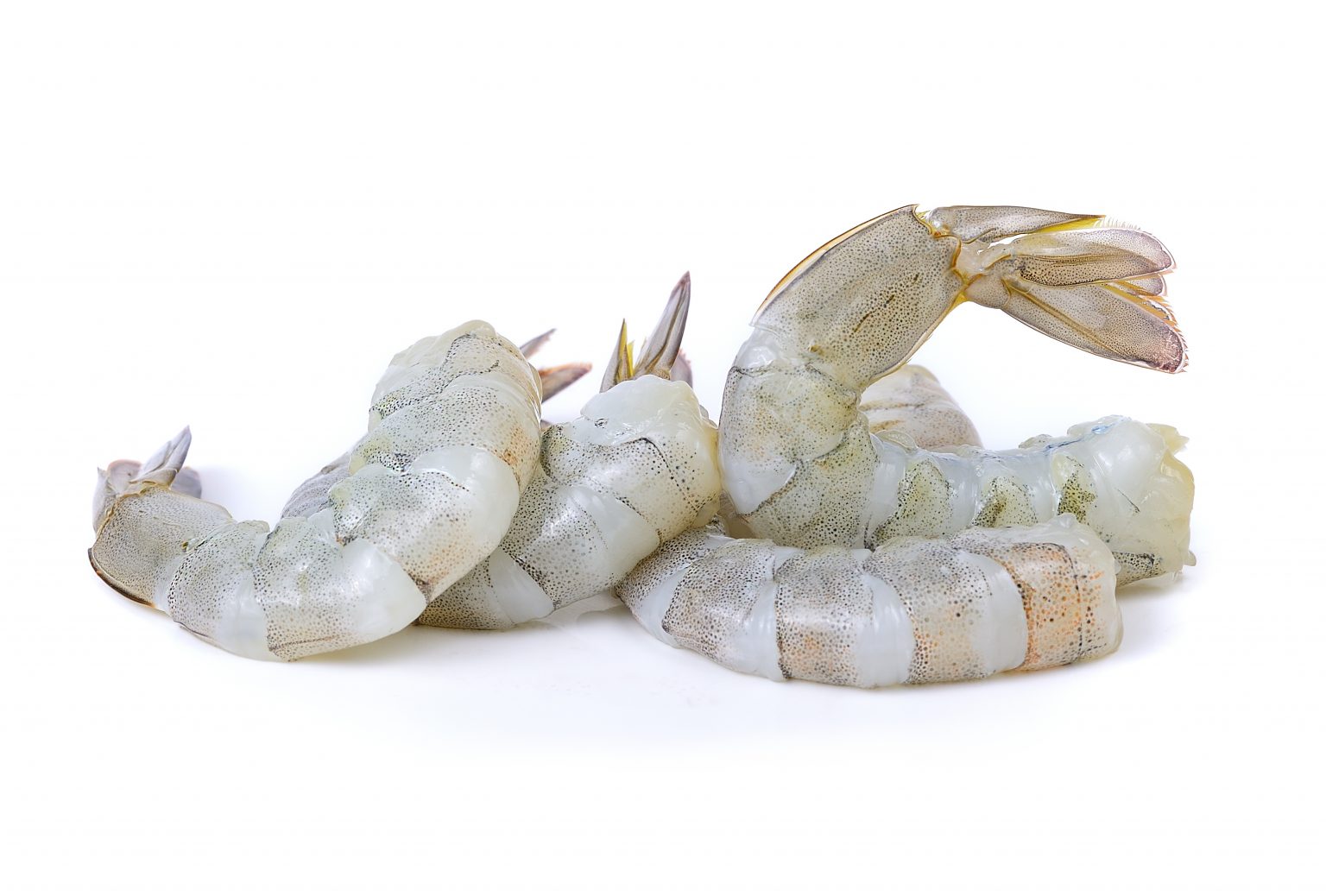 Shrimp Raw P&D 21/25 Bow River Meats